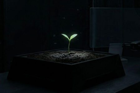 🌑 Germination in the Age of AI: Silence as Strategy